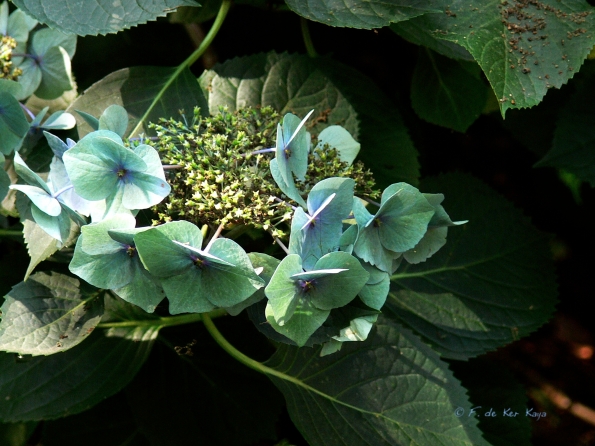 Bois des Moutiers  (74) Summer 2012